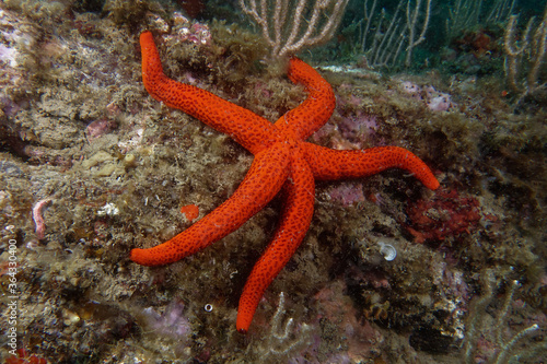 Mediterranean red sea star  Echinaster sepositus 