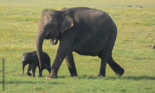Photography baby elephant with mother