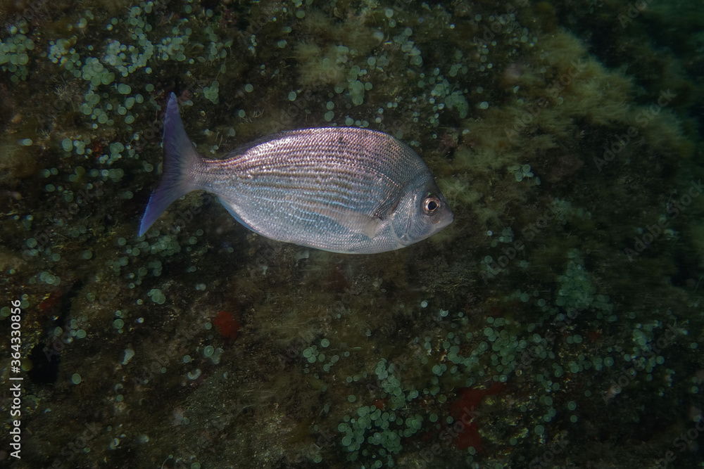 Fototapeta premium Black SeaBream (Spondyliosoma cantharus) in Mediterranean Sea