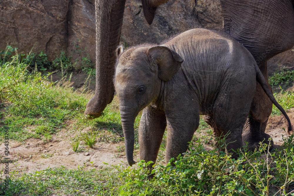 baby elephant playing