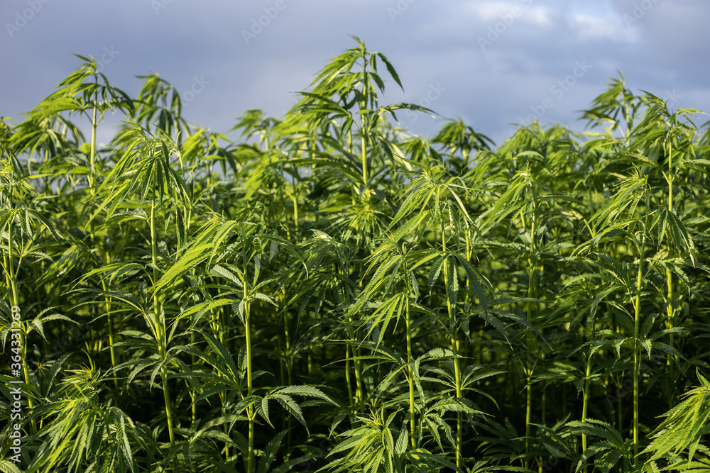Field of canabis or marihuana weed Field of canabis or marihuana weed
