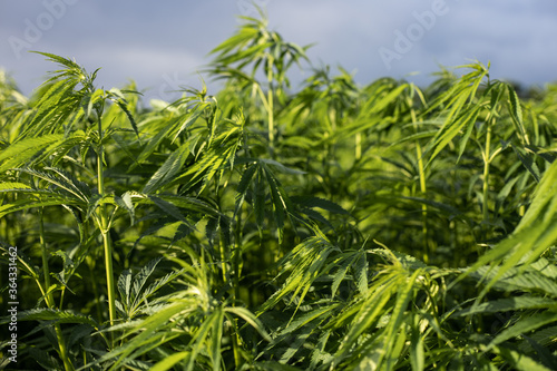 Field of canabis or marihuana weed