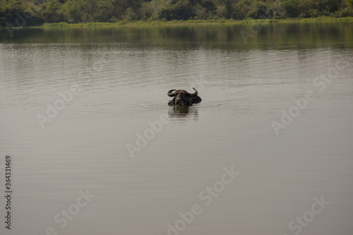cow on water