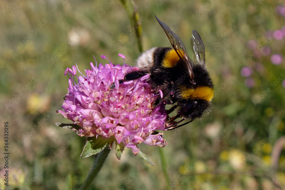 Bumblebee (Bombus) foraging a flower Bumblebee (Bombus) foraging a flower