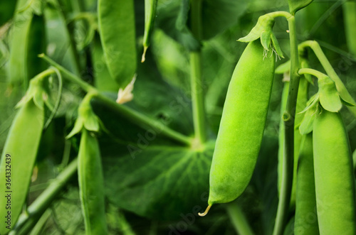 green fresh peas grow in the garden