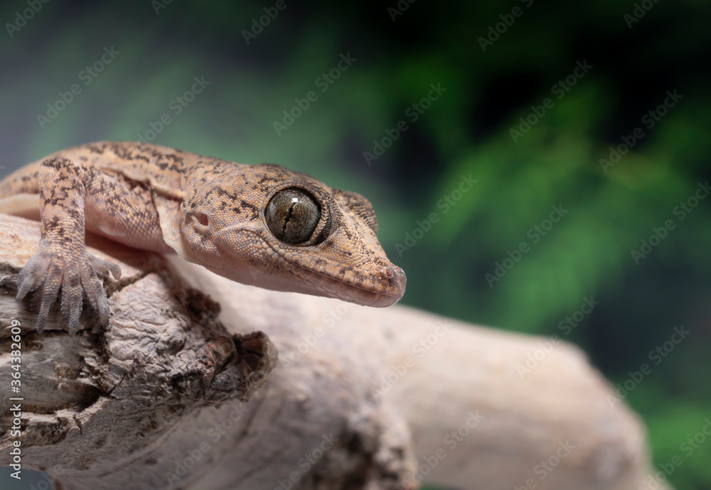 Naklejka premium A closeup macro photograph of a common house Gecko resting on a branch with a fern tree in the background