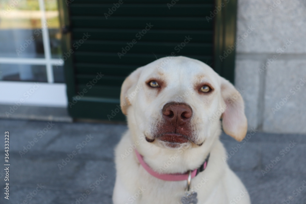 DOG DOG
