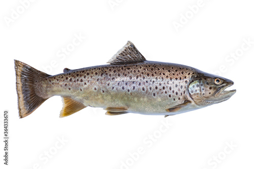 Wallpaper Mural Brown trout isolated on white background