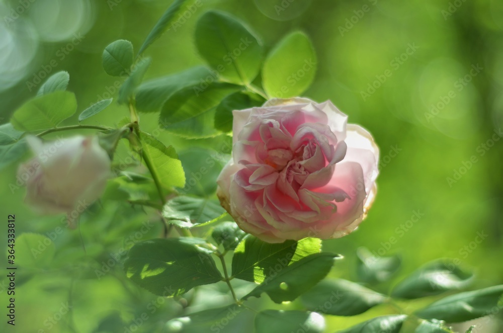 pink rose in garden