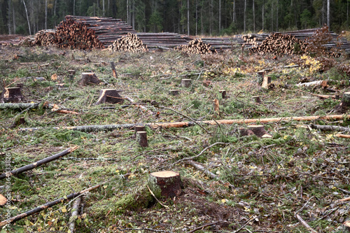 Logging in autumn, when trees are yellow. Cut over land. Northern mixed forests as barbaric way of exploiting natural resources. Ecological problem of greenhouse effect in conditions of deforestation photo