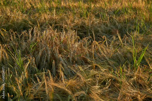 Golden ears of rye in the rays of the setting sun on the fields in the Voronezh region