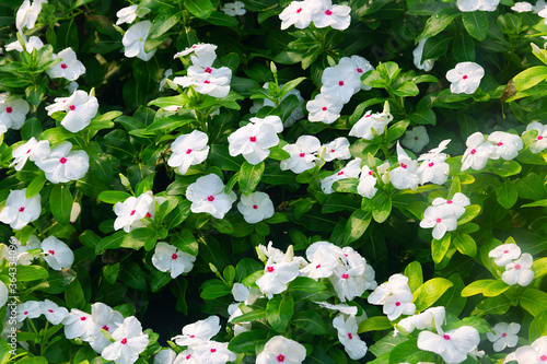 King of indoor flowers. Catharanthus Pacifica flowers in South-East Asia. photo