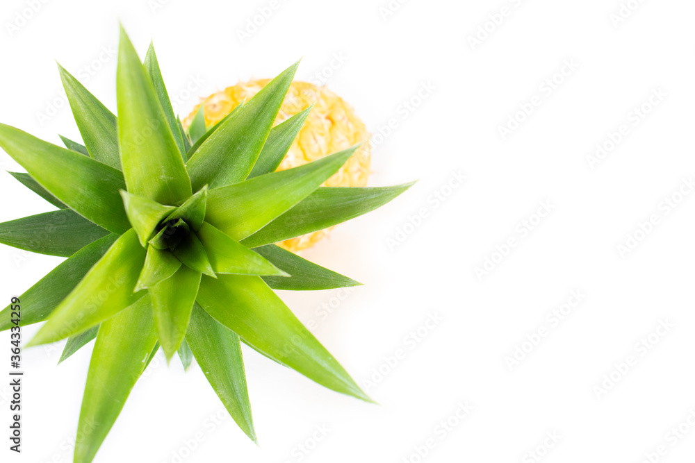 Fresh, yellow, ripe pineapple fruit with green leaves isolated on a white background. Healthy tropical fruit for smoothies and cooking. Freshly picked pineapple fruit with green leaves.