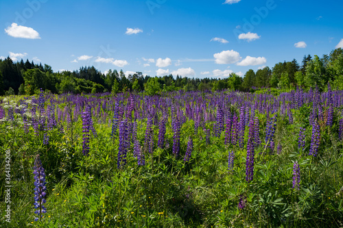 A glade in the forest overgrown with bright lupines (Lupinus L.). Trees and blue cloudy sky are on the background