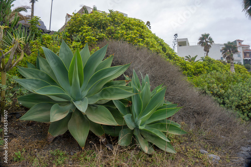 Foxtail Agave or Agave attenuata in La Caleta de Interian, Tenerife, Canary Islands, Spain  photo