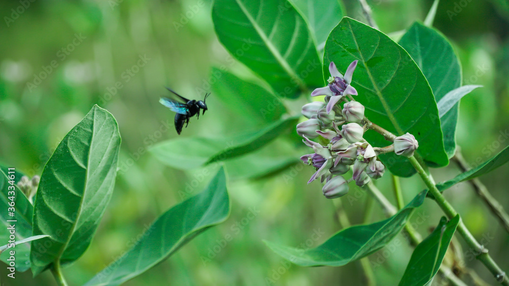 Xylocopa californica diamesa suck the nectar of the Calotropis gigantea or the crown flower Xylocopa californica diamesa suck the nectar of the Calotropis gigantea or the crown flower