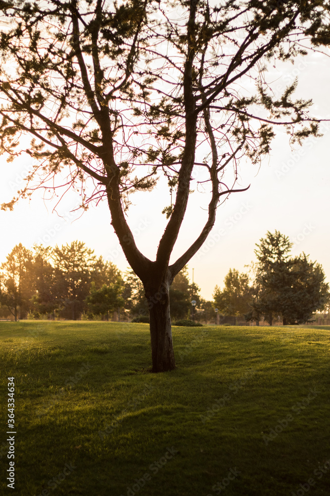 an image of a tree at sunset