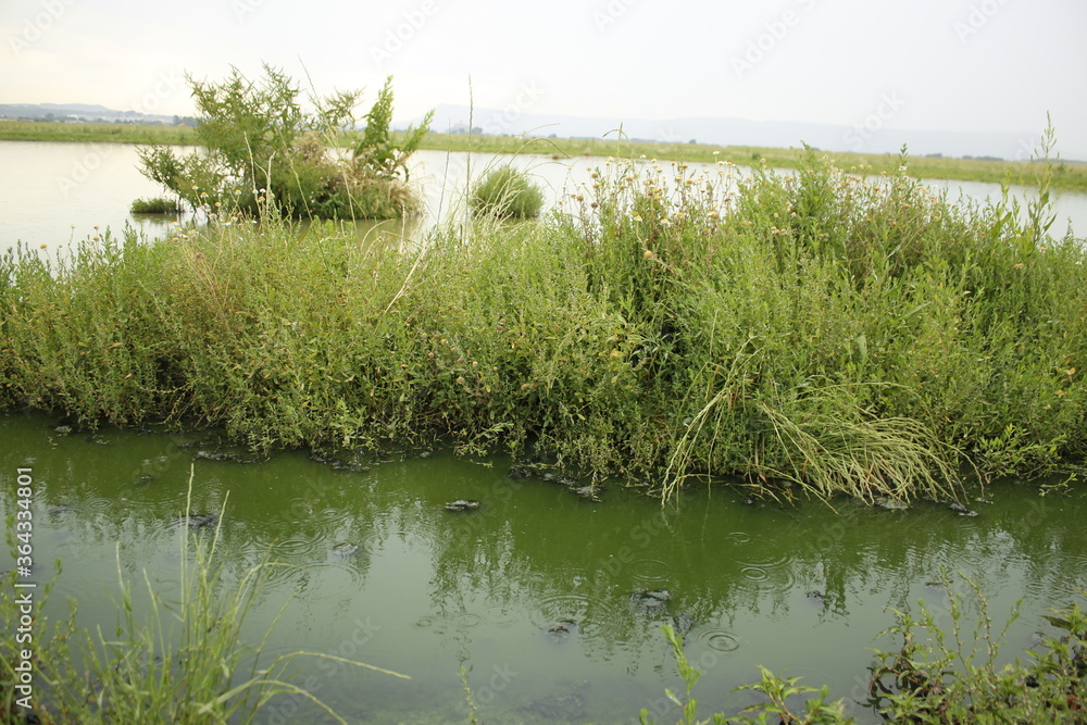 Obraz premium paisaje de agua y flores silvestres