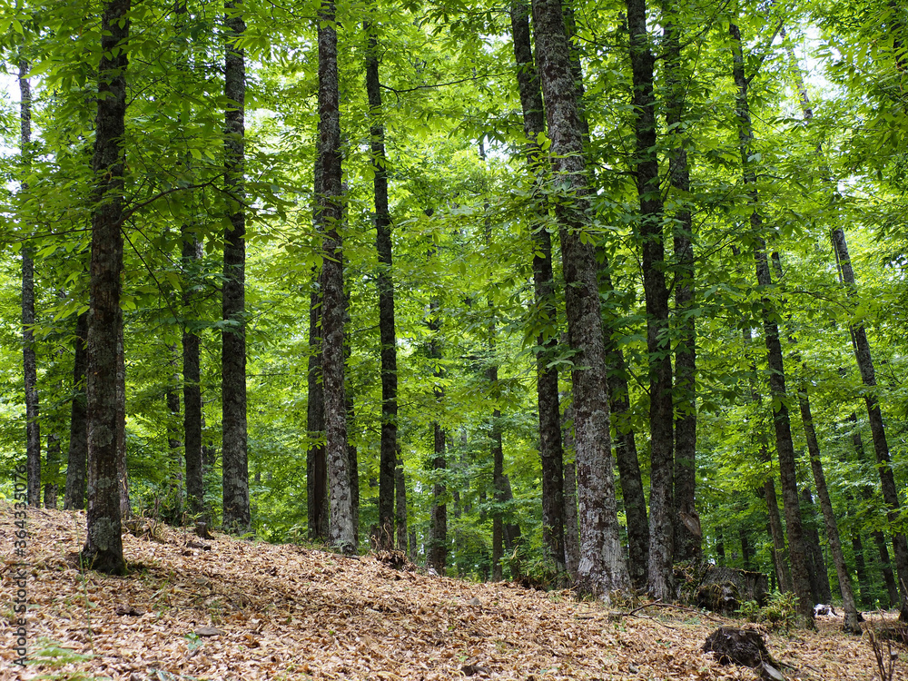 Fototapeta premium Chestnuts in the tiemblo