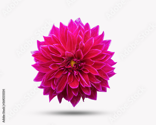 Dahlia Flower beautiful nature close-up concept ideas. Isolated on white background clipping path