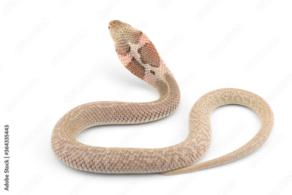 Obraz premium The Chinese cobra isolated on white background