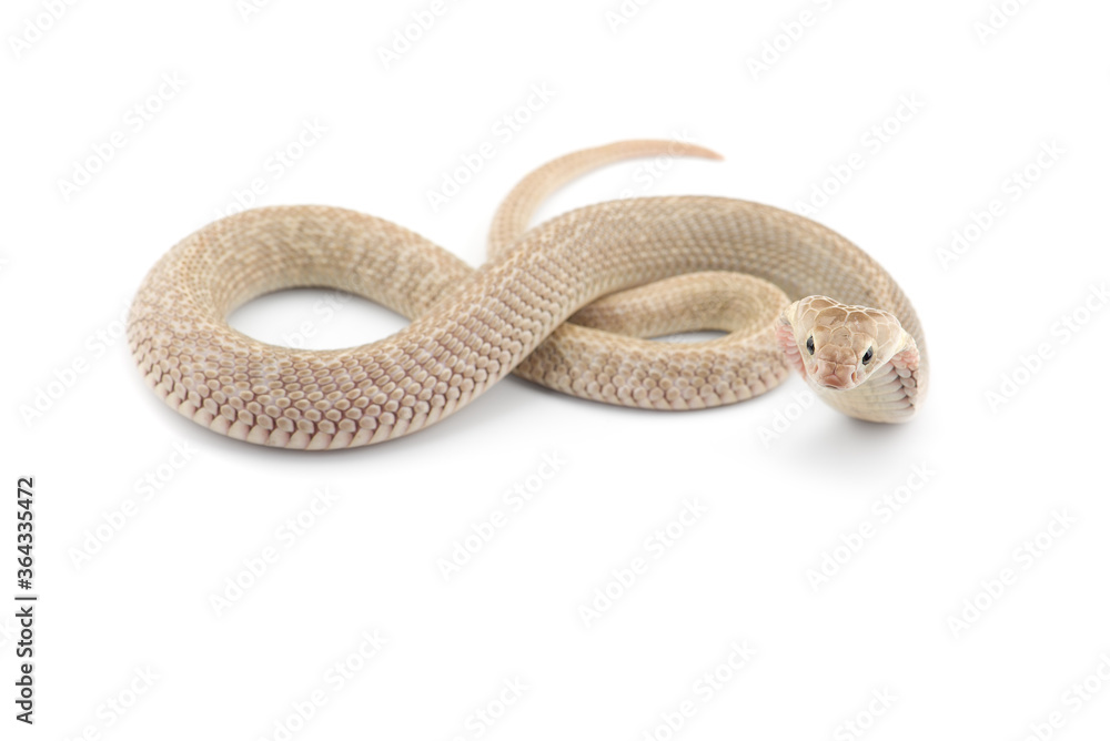 Fototapeta premium The Chinese cobra isolated on white background