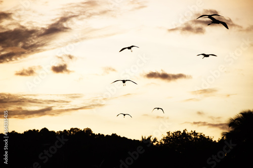 Cattle egret (Bubulcus ibis) flock to spend the night in a thicket of bamboo (Bambusa arundinacea or Bambusa oldhamii), roosting time. Sri Lanka, December photo