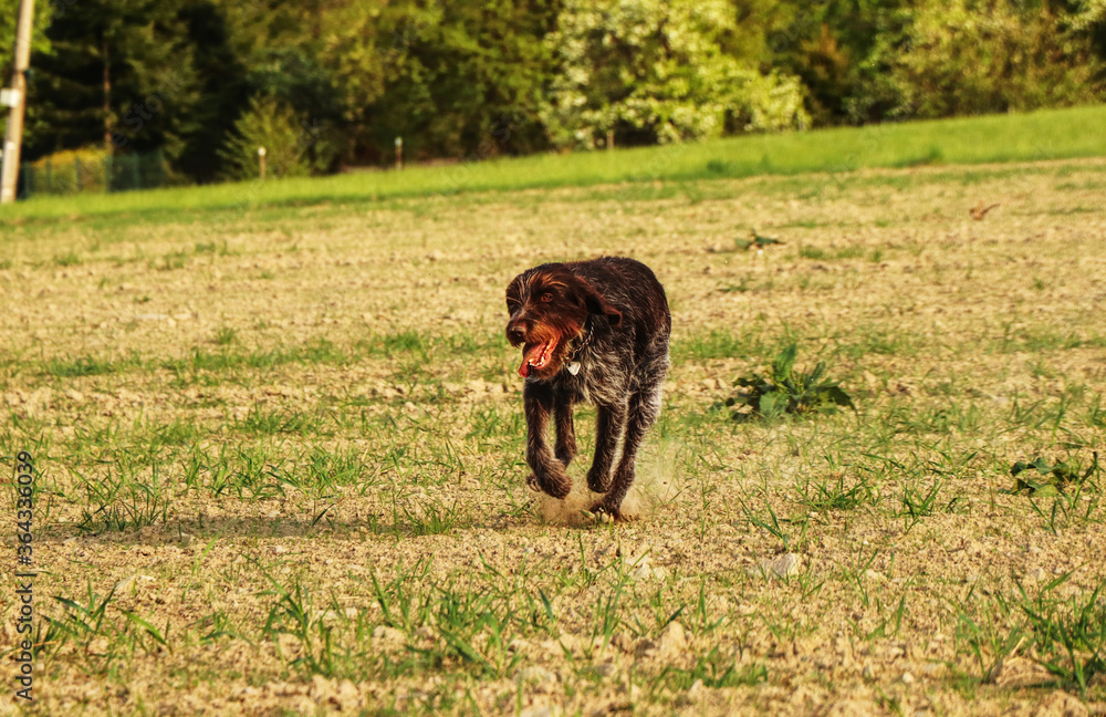 Bohemian Wirehaired Pointing Griffon is a healthy breed. Cesky fousek keeps fit. Exercise your legs and improve your physical fitness. Keep a slim line. Running for health. Freedom