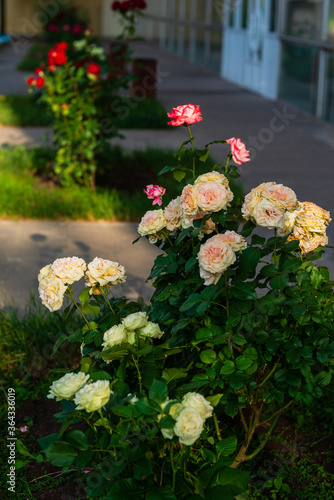 Wonderful light orange roses in the park