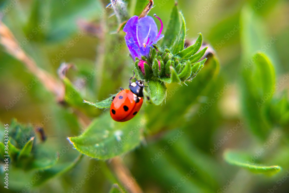 flora i fauna miejska, piękne kolorowe kwiatyi owady flora i fauna miejska, piękne kolorowe kwiatyi owady