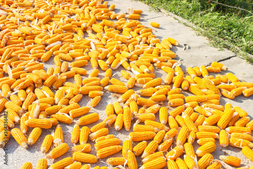 Corn to dry under rays of southern sun. Life of small farms in Asia photo