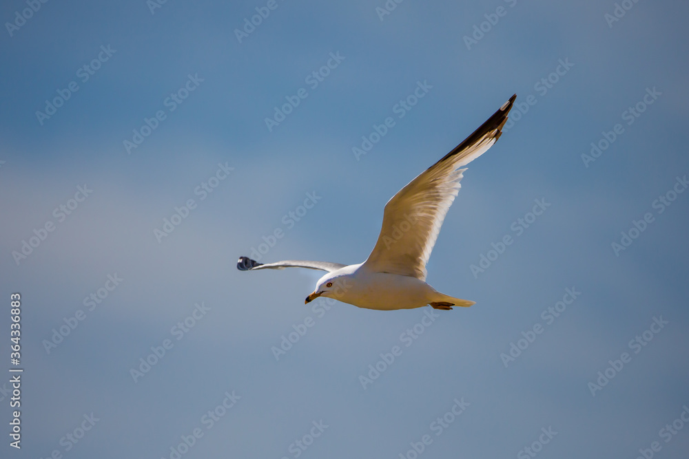 Fototapeta premium Ring-billed gull (Larus delawarensis) flying with a blue sky in the background