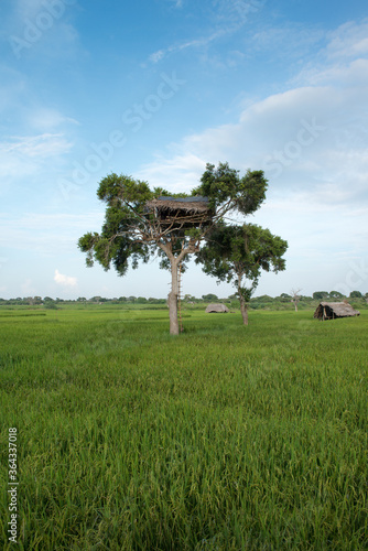 cabane de sur un arbre au milieu d'un champ de riz au Sri Lanka photo