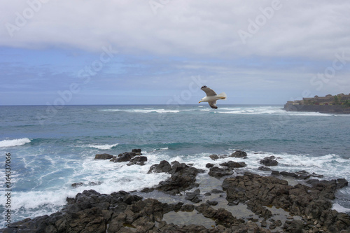 Seashore on a stormy day, waves, volcanic rocks and seagull flying in La Caleta de Interian, Tenerife, Canary Islands, Spain. photo