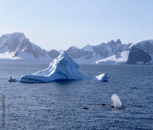 Whales surfacing next to iceberg, blowing water into air, Antarctica