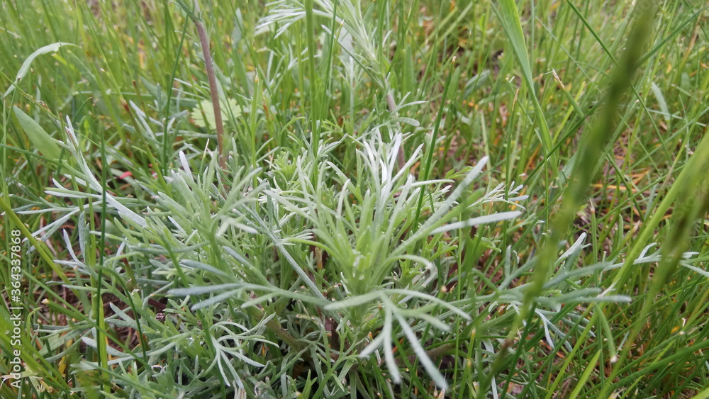 young green grass in the meadow
young green grass in the meadow