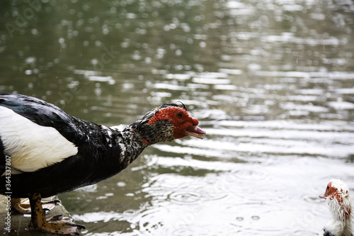 Duck in pond photo