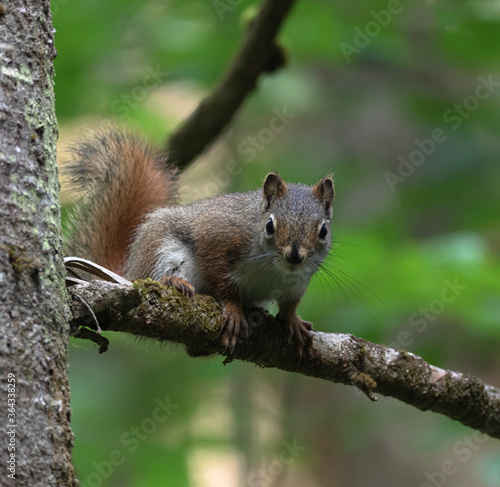 Vigilant Red Squirrel on a tree limb with green forest background © kburgess