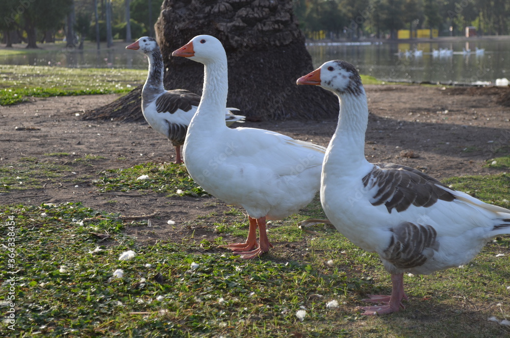 Fototapeta premium patos