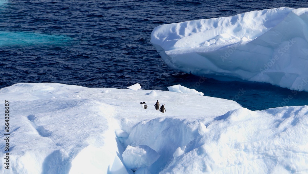 Penguins running on Iceberg with slope and blue water, Antarctica Penguins running on Iceberg with slope and blue water, Antarctica