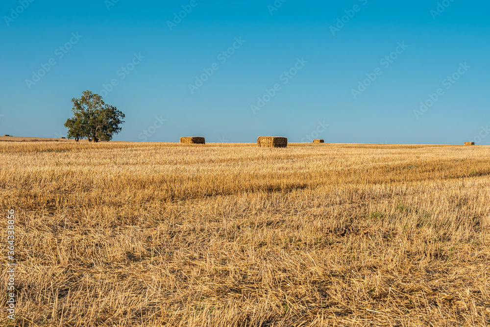 Mowed wheat field with stacks of straw on an early summer evening. Selective focus. 