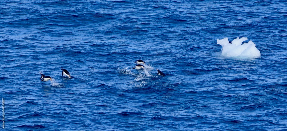 Fototapeta premium Penguins swimming and jumping next to iceberg, in blue antarctic sea, Antarctica