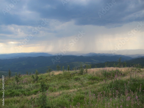 Panorama of the Carpathian mountains  covered with rain  sky with dark clouds and lightning  the mountainous slope of the porch yellow-green  burnt out in summer sun grass  pink flowers of willow-herb
