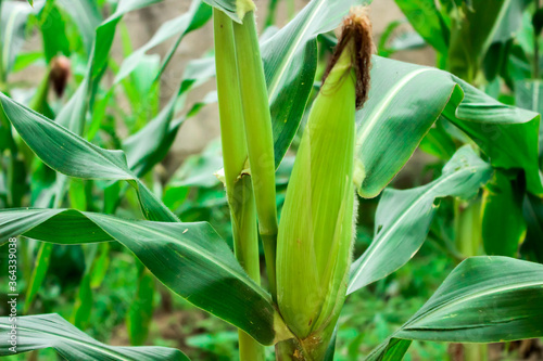 Closeup of Maize Corn Plant ready for harvest