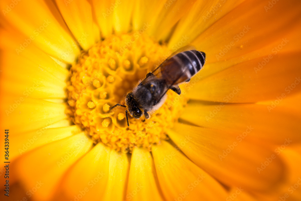 Flower, Macro, Honey, Bee, Pollination, Yellow, Flower Polline, Flower, Macro, Honey, Bee, Pollination, Yellow, Flower Polline,