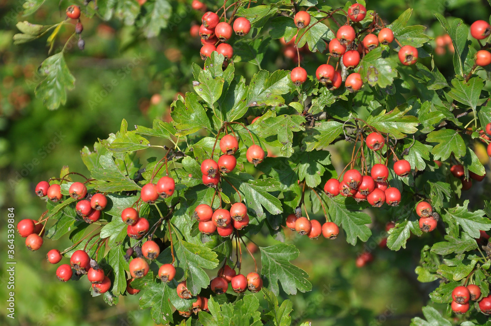 Ripened hawthorn berries