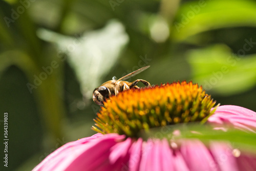Biene auf einer Echinacea purpurea © Matthias