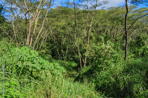 Tropical rainforest in Costa Rica - Tacares, Alajuela province, Costa Rica © amelie