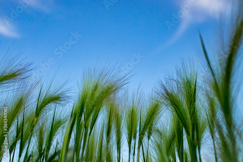 Plant Background of fluffy spikes of green barley close-up. Blue sky and barley grass. Selective focus. Hordeum jubatum,  Foxtail barley, grass, herbs