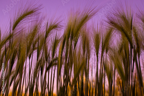 Background of fluffy spikes of green barley close-up at pink sunset. Hordeum jubatum,  Foxtail barley © Lena_viridis